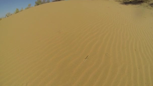 克孜沙漠，乌兹别克斯坦，中亚地区的蜥蜴. — 图库视频影像