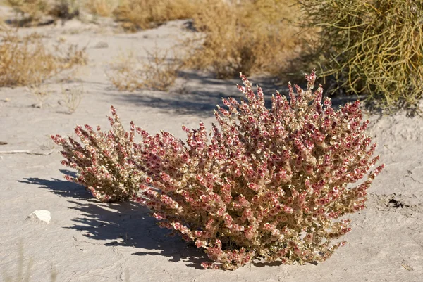Kyzylkum çölde çiçek açan Salsola (saltwort)