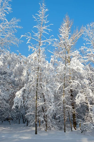 雪の中で午後の冬の森 — ストック写真