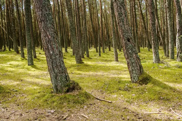 Alberi Conifere Nella Foresta Del Mattino Texture Sfondo Primo Piano — Foto Stock
