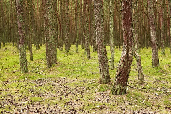 Drzewa Iglaste Letnim Lesie Tekstura Tło Zbliżenie — Zdjęcie stockowe