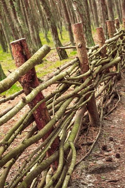 松林の中の柵の断片 クローズアップ — ストック写真