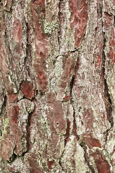 Fragment Zbliżenia Kory Sosny Tekstura Tło Flora — Zdjęcie stockowe