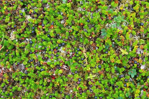 Grass, moss and berries — Stock Photo, Image