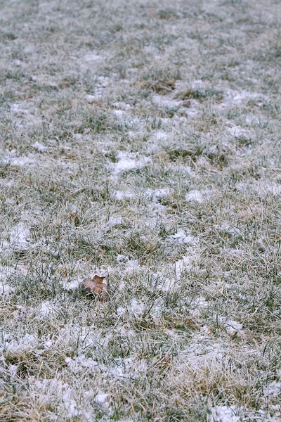 Der erste Schnee auf dem Rasen — Stockfoto
