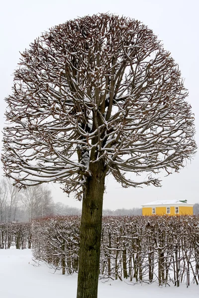 Baum im Park — Stockfoto