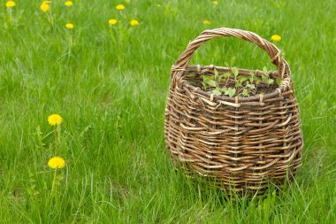 Hasır sepet'ın bahçesinde