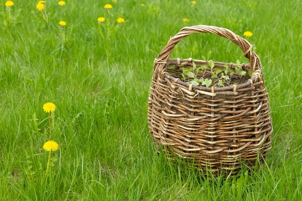 Cesta de vime no gramado — Fotografia de Stock