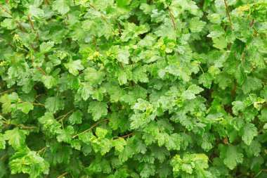 Yağmur altında çalı