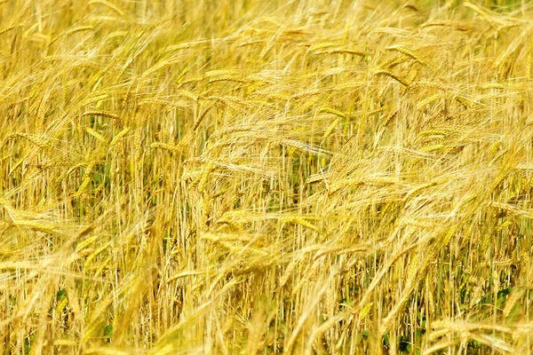 Wheat in Field — Stock Photo, Image
