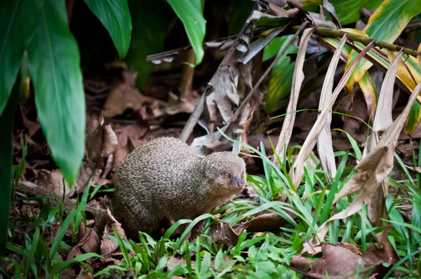 Liten asiatisk mongoose på Maui ö — Stockfoto