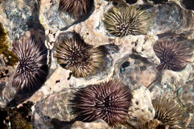 Grup Pasifik deniz kestanesi