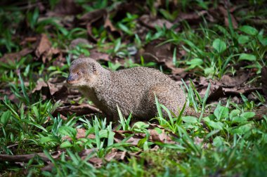 Small asian mongoose clipart