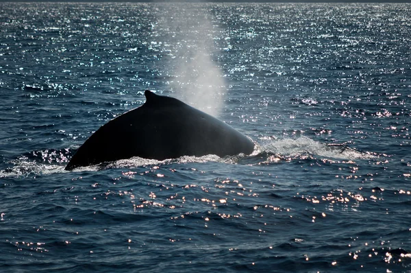 Горбатий кит видихаючи — стокове фото