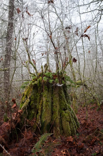 Mossy tree stump with new growth in winter — Stock Photo, Image