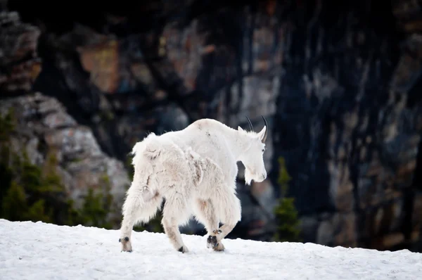 Mountain goat gå bort — Stockfoto