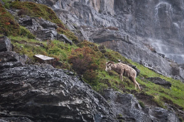 Pascolo ovini di montagna — Foto Stock