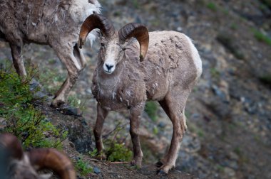 Bighorn koyun