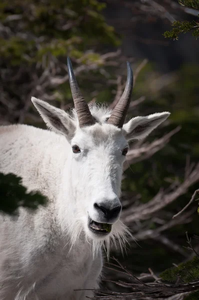 Smiling mountain goat — Stock Photo, Image
