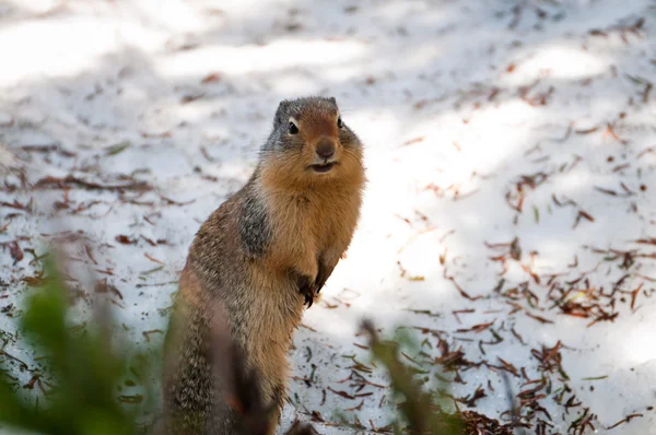Esquilo de terra em pé sobre patas traseiras — Fotografia de Stock