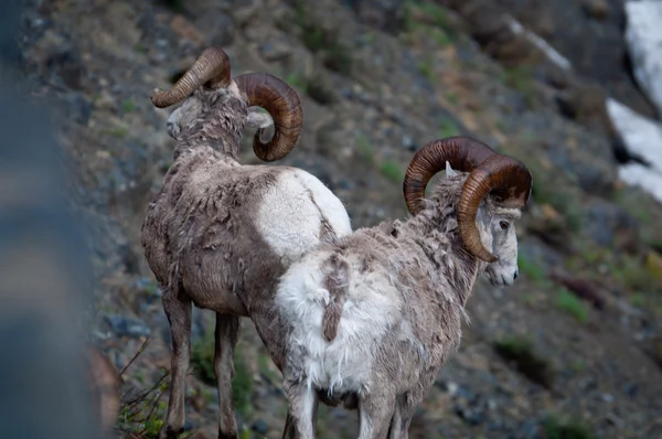 Duas ovelhas bighorn — Fotografia de Stock