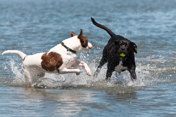 Cães brincam na água — Fotografia de Stock
