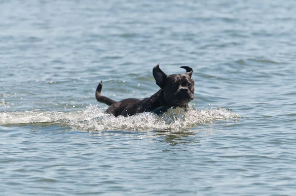 Cão correndo pela água — Fotografia de Stock