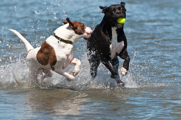 Perros compitiendo por la pelota en el agua — Foto de Stock