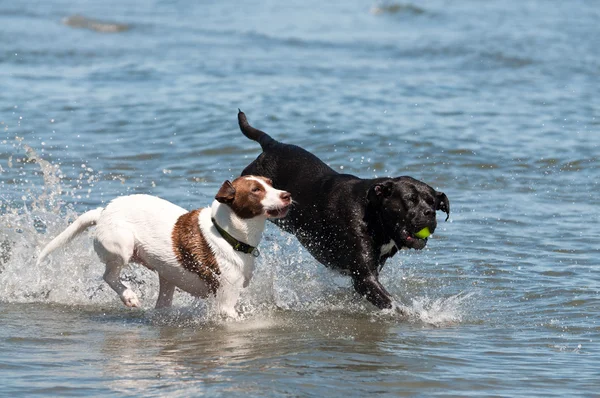 Perros corriendo en el agua — Foto de Stock