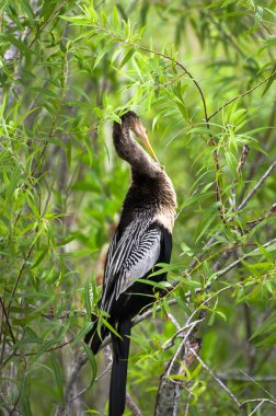 Bir ağaç dalı Yılanboyungiller aittir