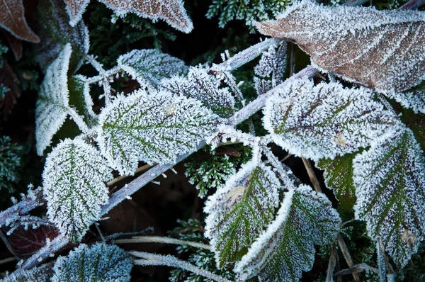 Feuilles de mûre givrées — Photo