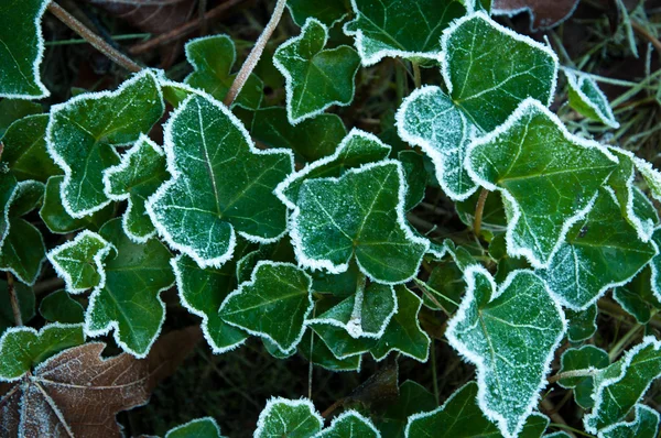 Frost an der Efeupflanze — Stockfoto