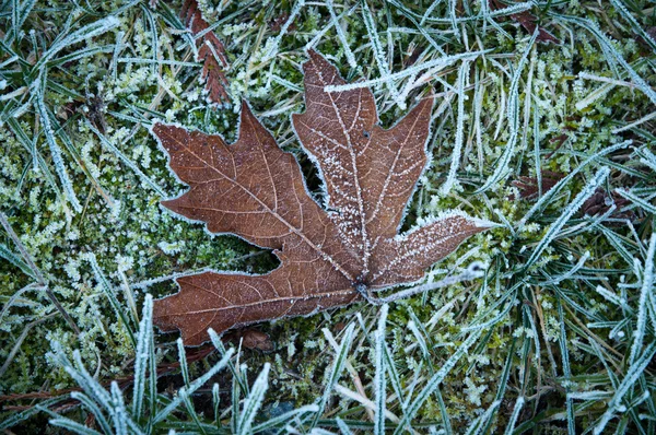Trockenes Ahornblatt auf frostberührtem Rasen — Stockfoto