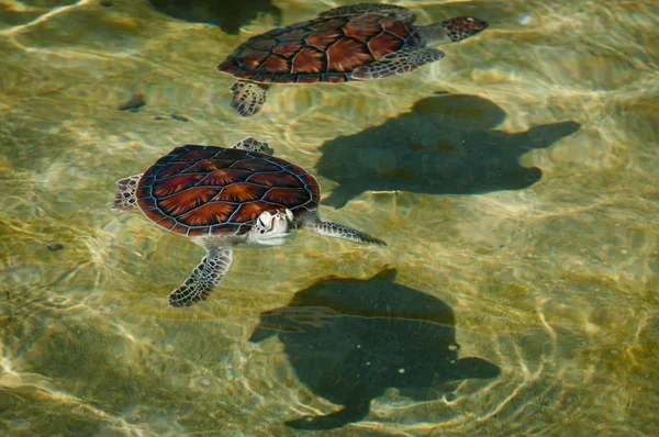 Zwei grüne Meeresschildkröten im Bauernhof-Pool — Stockfoto