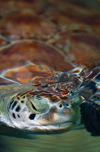 Tortue marine verte plongeant la tête dans l'eau — Photo