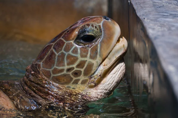 Зеленая черепаха в бассейне фермы — стоковое фото