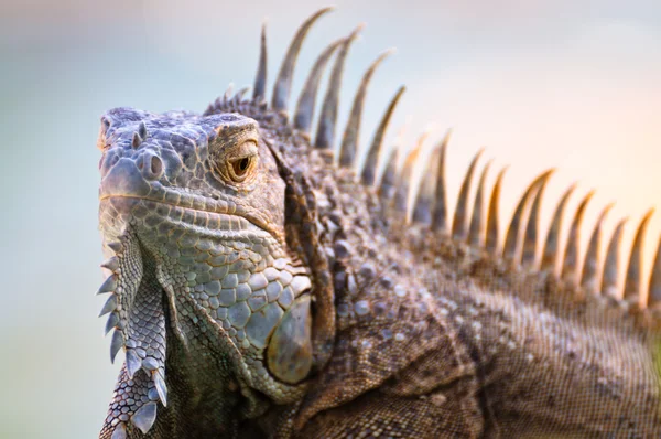 Iguana s vztyčené hroty na hřebenu — Stock fotografie
