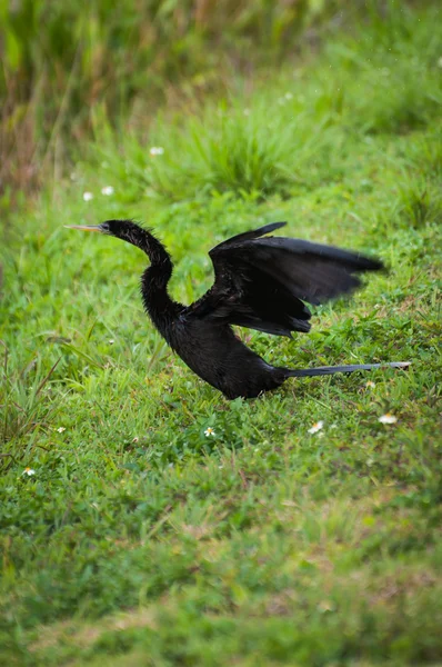 Anhinga with wings spread for drying — Stock Photo, Image