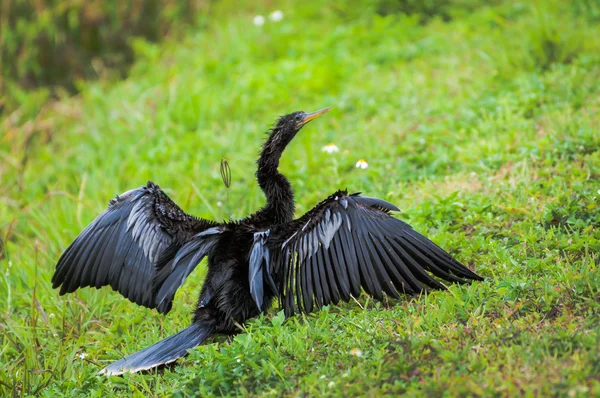 Anhinga with wings open to dry — Stock Photo, Image