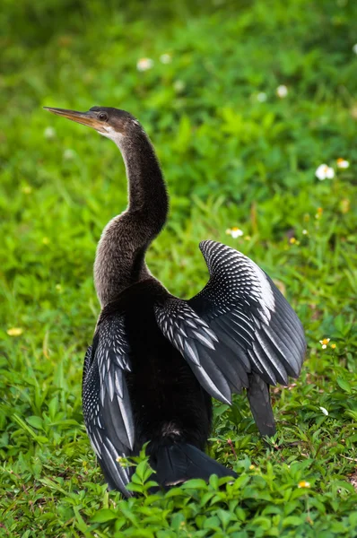 Ženské anhinga — Stock fotografie