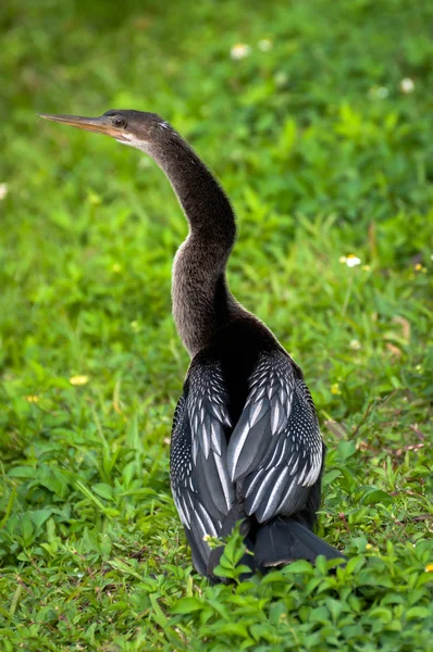 Anhinga on the grass at Everglades National park — Stock Photo, Image