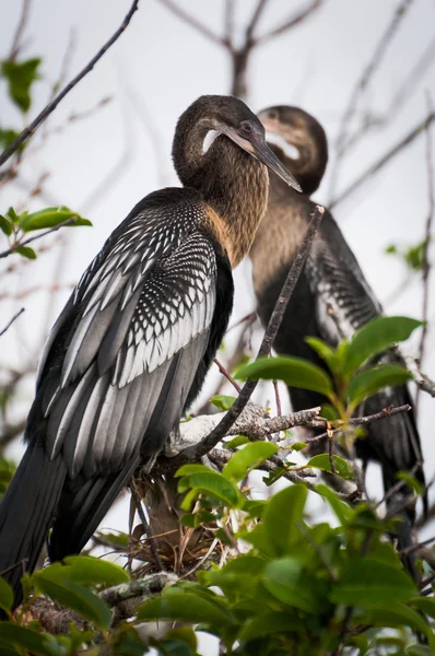 나무에 두 anhingas — 스톡 사진