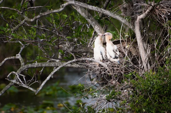 Dos polluelos de anhinga en el nido —  Fotos de Stock