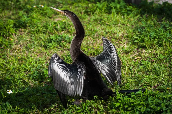 Anhinga fêmea com asas abertas — Fotografia de Stock