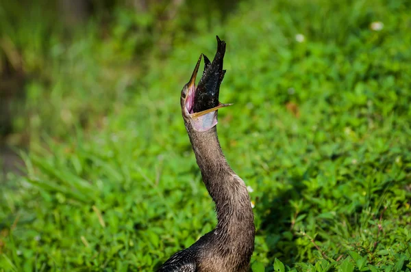 Anhinga is swallowing a fish — Stock Photo, Image