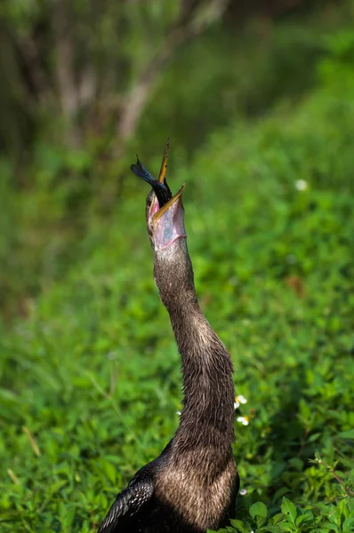 Anhinga swallows it's prey — Stock Photo, Image