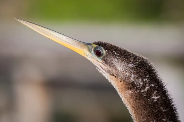 Detail hlavy si Anhinga — Stock fotografie