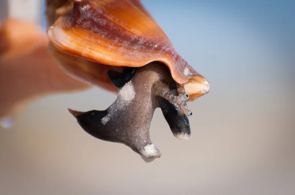 Florida fighting conch foot — Stock Photo, Image