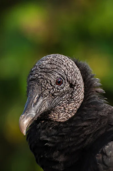 Avvoltoio nero Foto Stock Royalty Free