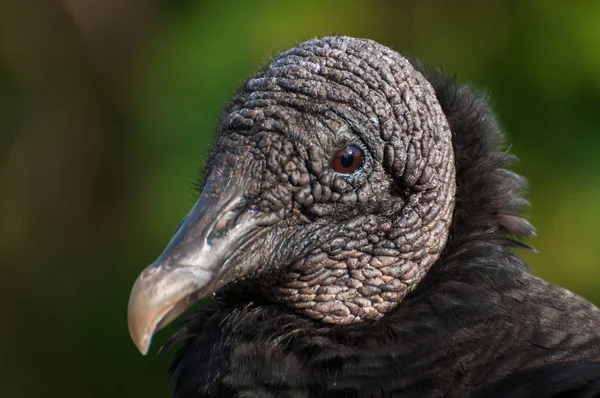 Avvoltoio nero Fotografia Stock